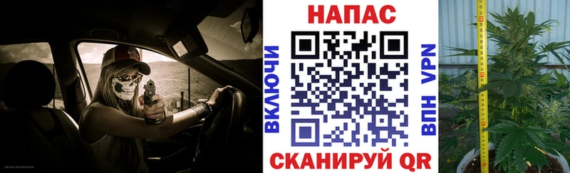 магазин    Каневская  Бошки марихуана Amnesia 